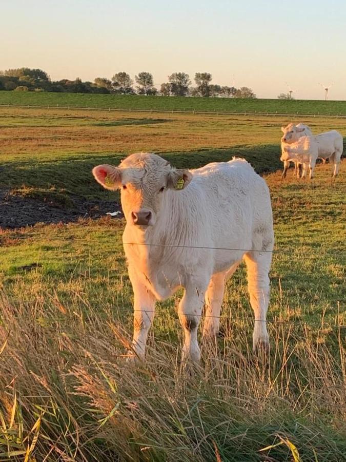 Ferienwohnung Hein Am Nordseedeich Butjadingen Buitenkant foto